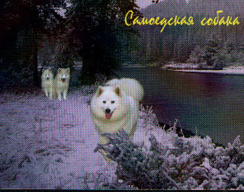 Реклама национального клуба северных ездовых собак 