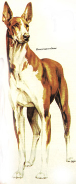 Ивисская собака