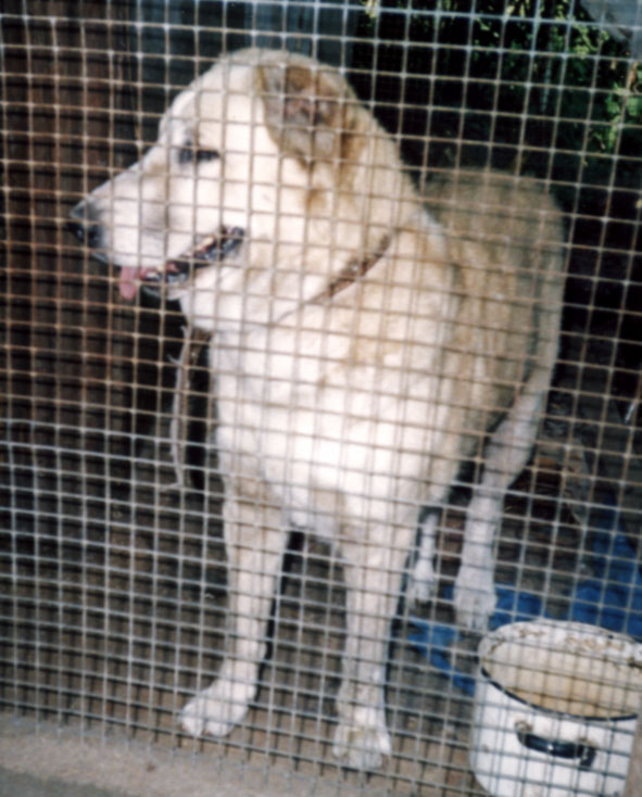 Вот такая это азиатка! 