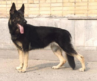 Восточно-европейская овчарка; фото отсюда:http://dog.ru/index.php3?&mode=7&id=87335